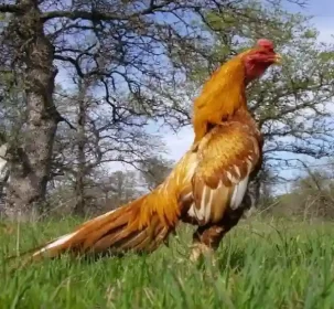 Strategi Mengatur Pola Makan Ayam Aduan Agar Selalu Fit